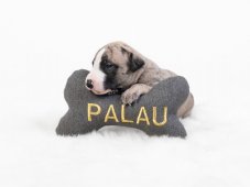 Osobní kostička pro psa se jménem