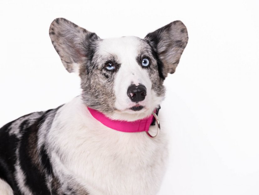 ROSE Waterproof Collar – obojek se sponou