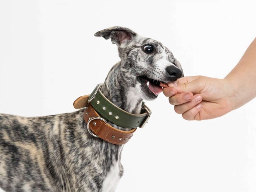 Jehněčí Fresh Drops – jablko, mrkev & bylinky 200 g