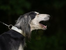 Collar for dogs leather 30mm