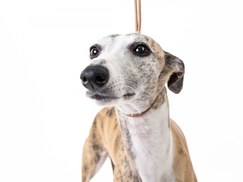 Kožené výstavní vodítko s úzkým obojkem pod krkem