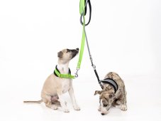 Obojek z polypropylenového popruhu s vetkanou gumou se stahovacím řetízkem