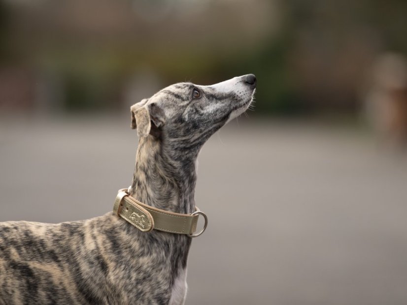 Obojek pro psy kožený 30mm