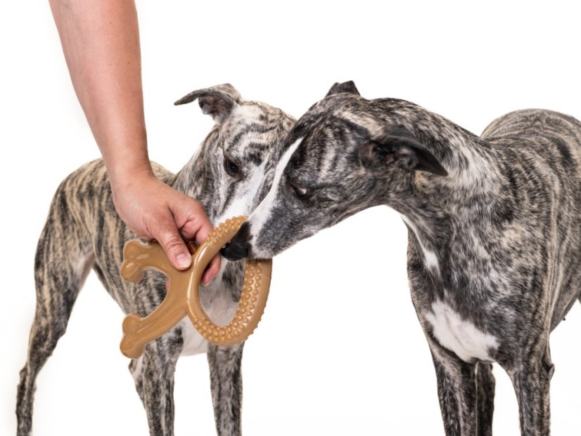 ZARYA ToughChew – odolná psí hračka na žvýkání, čištění zubů a trénink