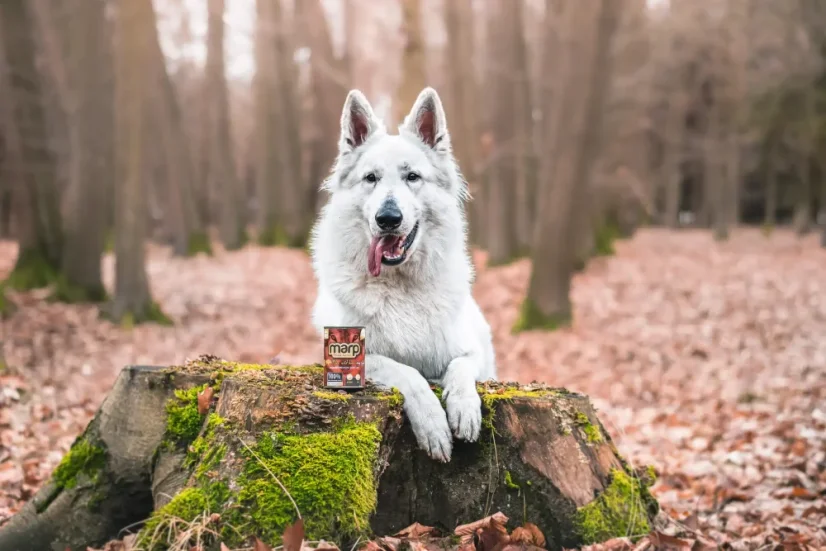 Marp Wild Boar konzerva pro psy s divočákem 400g