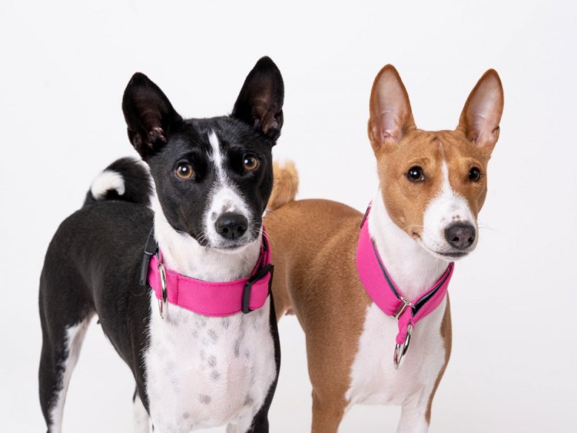 ROSE Waterproof Collar – obojek pro psy