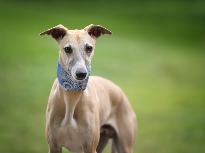 Brokátový luxusný obojok