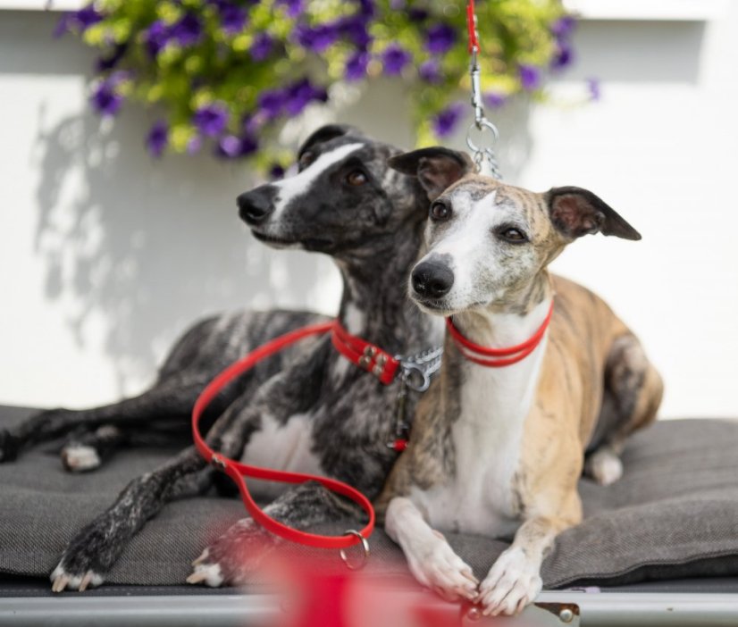 Obojek BioThane® se stahovacím řetízkem a vodítkem