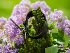 Kožený obojok Mexica pre chrty, 1,5 cm / 27-35cm, čierny nepolstrovaný