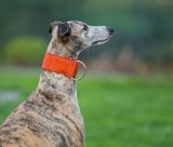 collar orange