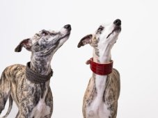 Kožený obojek polstrovaný LUX BLUE