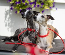 BioThane® collar with pull chain and lead