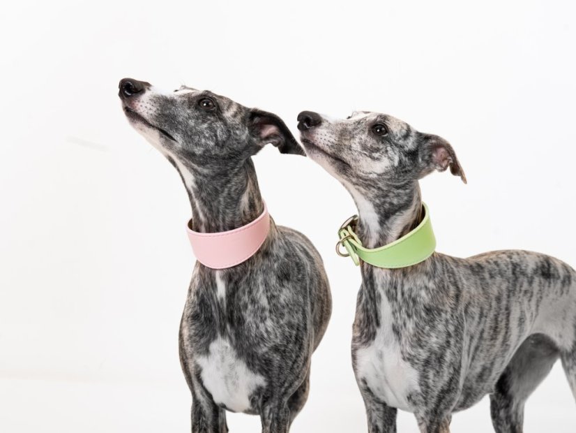 ZARYA SoftVegan – klasický obojek z umělé kůže pro chrty