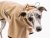 Cordura Raincoat for Tearers – Durable Protection for Active Dogs