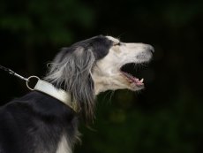 Obojek pro psy kožený 30mm