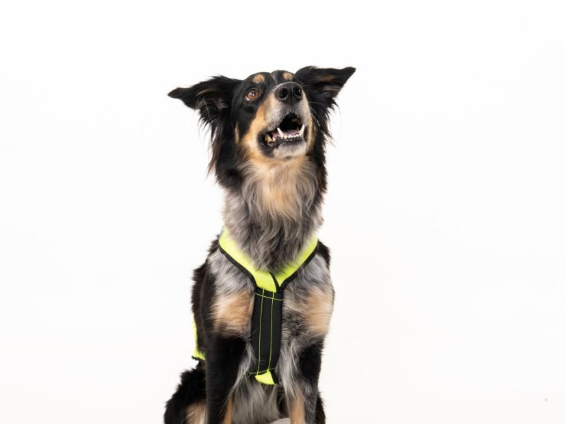 NeonTrail PRO Mushing Postroj – neon žlutá (Limited Edition)