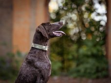 Obojok pre psov kožený 40mm