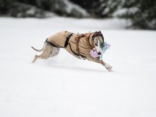 Postroj pro psy COFFEE URBAN