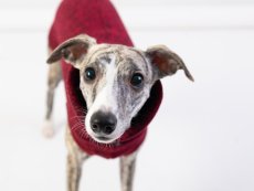 Červeno-bordó melírovaný svetr pro psy