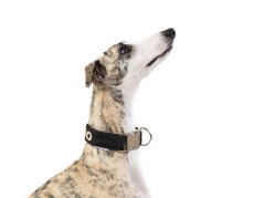Personalized Outdoor Dog Collar with Metal Buckle and Name Embroidery