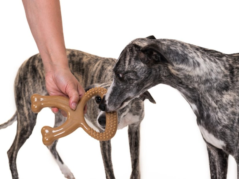 ZARYA ToughChew – odolná psí hračka na žvýkání, čištění zubů a trénink