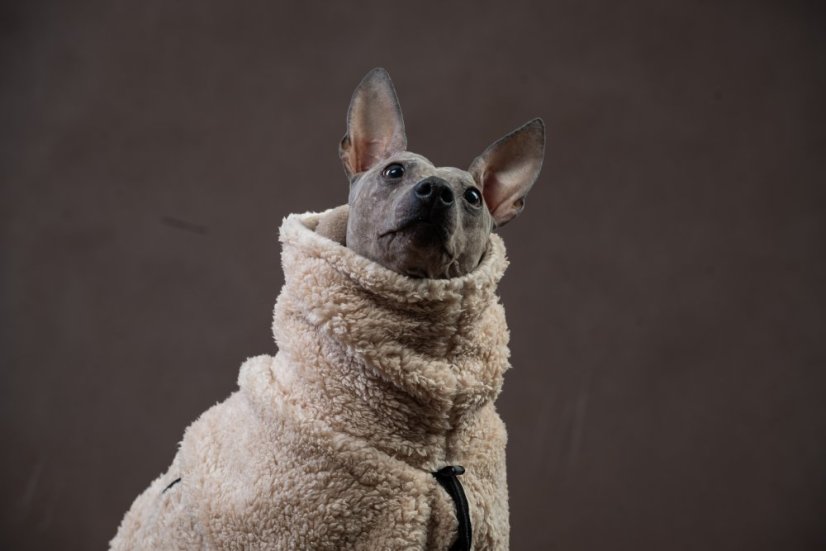 SHERPA TAIL-UP COAT – beránková bunda pro psy s ocáskem nahoru