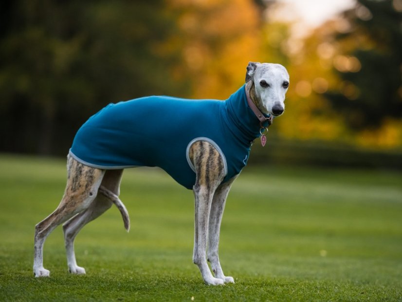 Lehká mikina pro psa French Terry