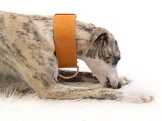 Minimalist collar made of waterproof mustard fabric