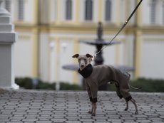 NEOPREN overal pro psy – maximální ochrana a pohodlí