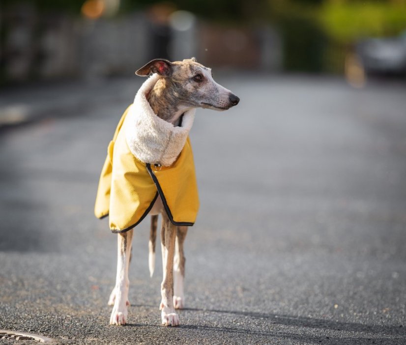 MOET Softshell bunda s beránkem