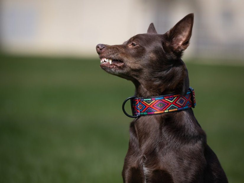 Obojek do spony INDY 4 cm