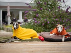 Bathrobe for dogs Zarya