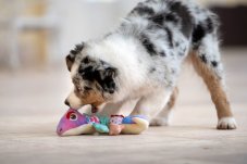 Squeaky Chameleon Toy 33×15×6 cm – Soft Toy for Dogs