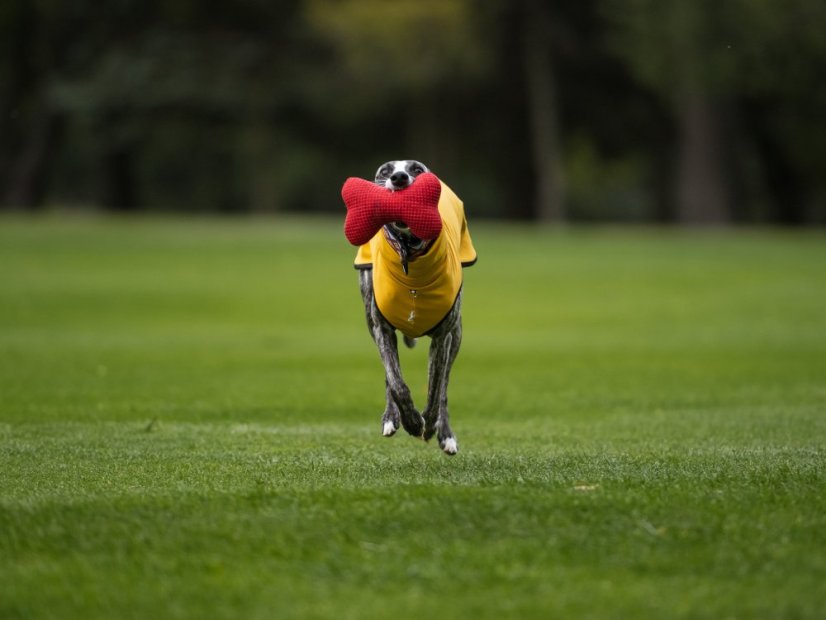 Lehká mikina pro psa French Terry
