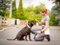 LIMITED EDITION – Waterproof Dog Collar & Leash Set with Reflective Strip
