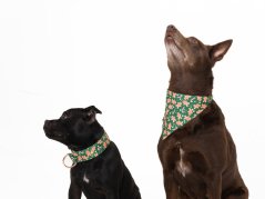 Christmas collar GINGERBREAD with bandana
