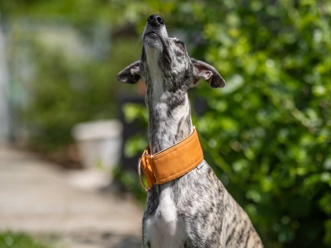 COLOR  collar made of waterproof fabric