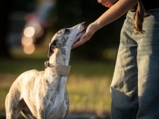 Kožený polstrovaný obojek pro chrty CREAM