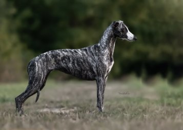 WHIPPET