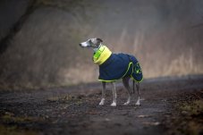 Blue Lucky Neon – prechodová softshell bunda pre psy