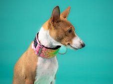 Collar made of waterproof fabric mandala