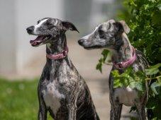 COLLAR FOR A STAMP s otevíracím kroužkem