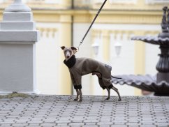 NEOPRENE overalls for dogs – maximum protection and comfort