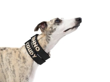 Polypropylene Dog Collars