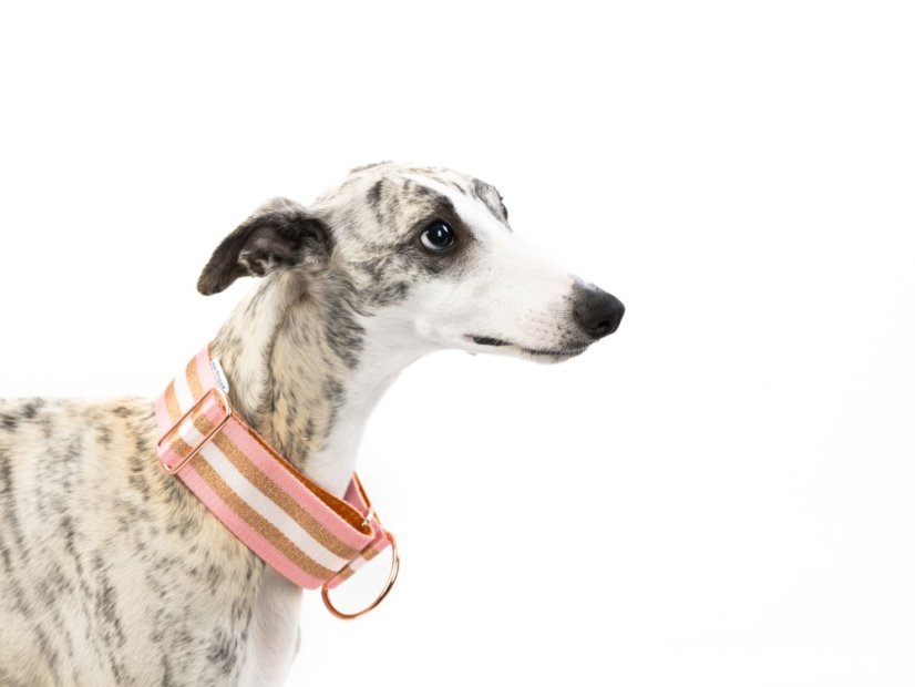 Golden Whisper – 5 cm obojek v odstínu rose se zlatým zdobením