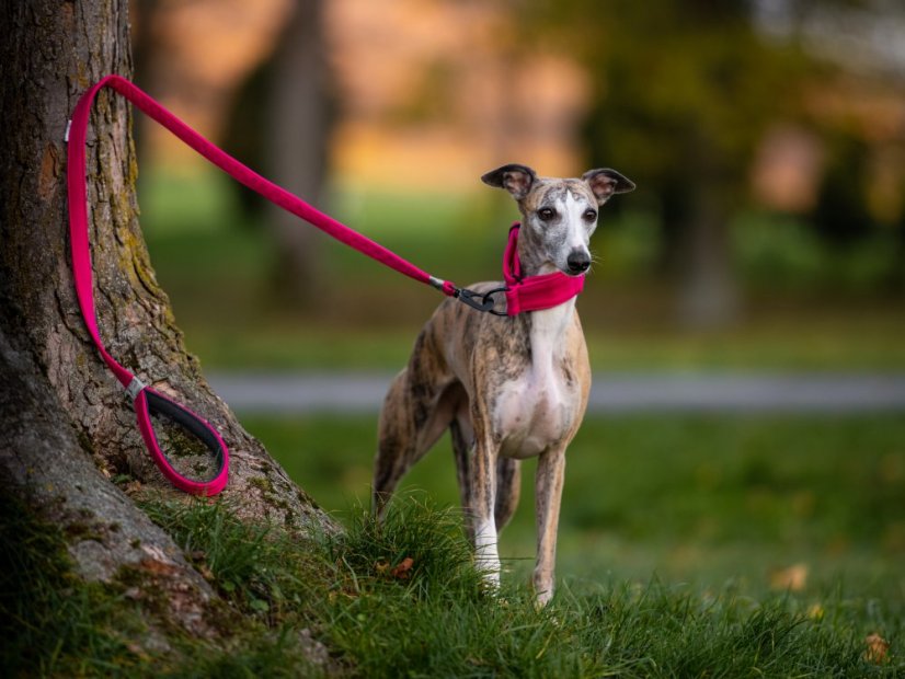 Soft set obojek s vodítkem