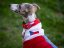 Český reprezentační polostahovací obojek pro psy – CZECH TEAM