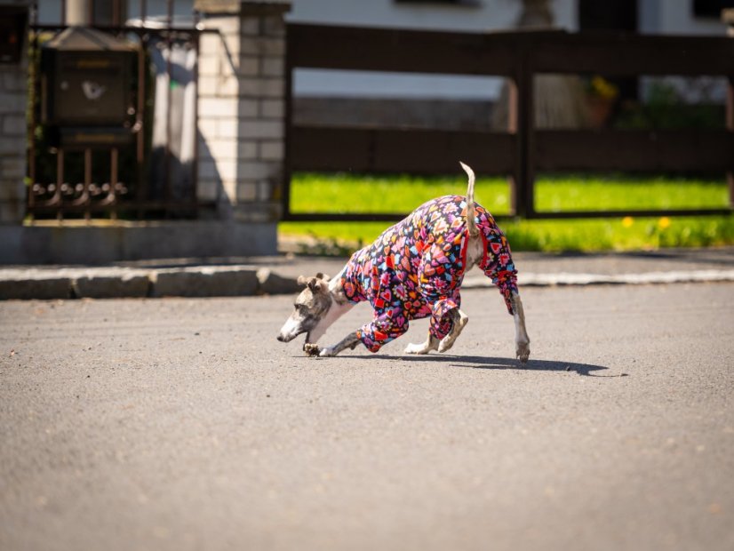 HEART ATTACK SUIT - overal pro psy