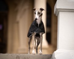 Thermoregulatory Jacket for Dogs OMNI-HEAT