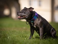 Obojek z nepromokavé tkaniny do spony